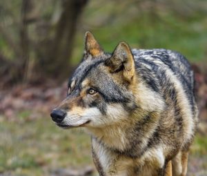 Preview wallpaper wolf, predator, animal, blur