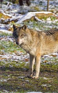 Preview wallpaper wolf, predator, animal, grass, snow