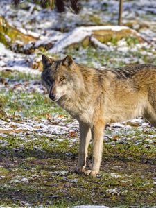 Preview wallpaper wolf, predator, animal, grass, snow