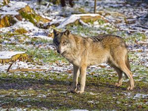 Preview wallpaper wolf, predator, animal, grass, snow