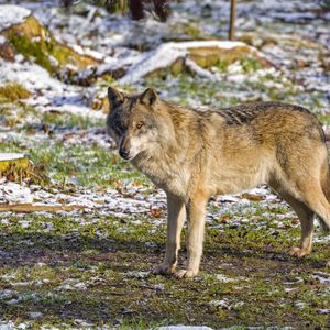 Preview wallpaper wolf, predator, animal, grass, snow