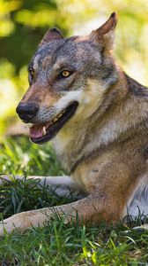 Preview wallpaper wolf, predator, animal, grass, wildlife, blur