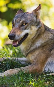 Preview wallpaper wolf, predator, animal, grass, wildlife, blur