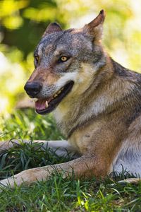 Preview wallpaper wolf, predator, animal, grass, wildlife, blur