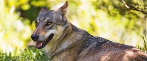 Preview wallpaper wolf, predator, animal, grass, wildlife, blur