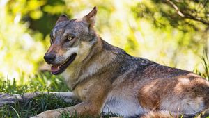 Preview wallpaper wolf, predator, animal, grass, wildlife, blur