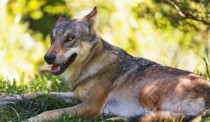 Preview wallpaper wolf, predator, animal, grass, wildlife, blur