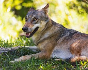 Preview wallpaper wolf, predator, animal, grass, wildlife, blur