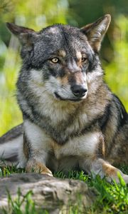 Preview wallpaper wolf, predator, animal, grass, blur