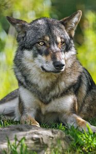 Preview wallpaper wolf, predator, animal, grass, blur