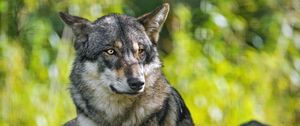Preview wallpaper wolf, predator, animal, grass, blur