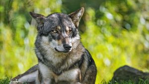 Preview wallpaper wolf, predator, animal, grass, blur