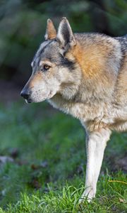 Preview wallpaper wolf, predator, animal, wildlife, grass
