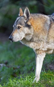Preview wallpaper wolf, predator, animal, wildlife, grass