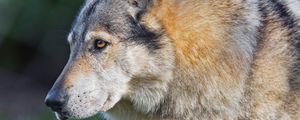 Preview wallpaper wolf, predator, animal, wildlife, grass