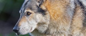 Preview wallpaper wolf, predator, animal, wildlife, grass
