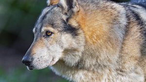 Preview wallpaper wolf, predator, animal, wildlife, grass