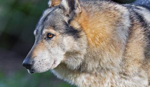 Preview wallpaper wolf, predator, animal, wildlife, grass