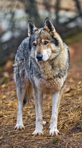 Preview wallpaper wolf, predator, animal, wild