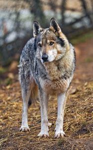 Preview wallpaper wolf, predator, animal, wild