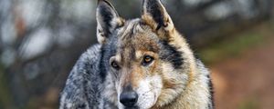 Preview wallpaper wolf, predator, animal, wild
