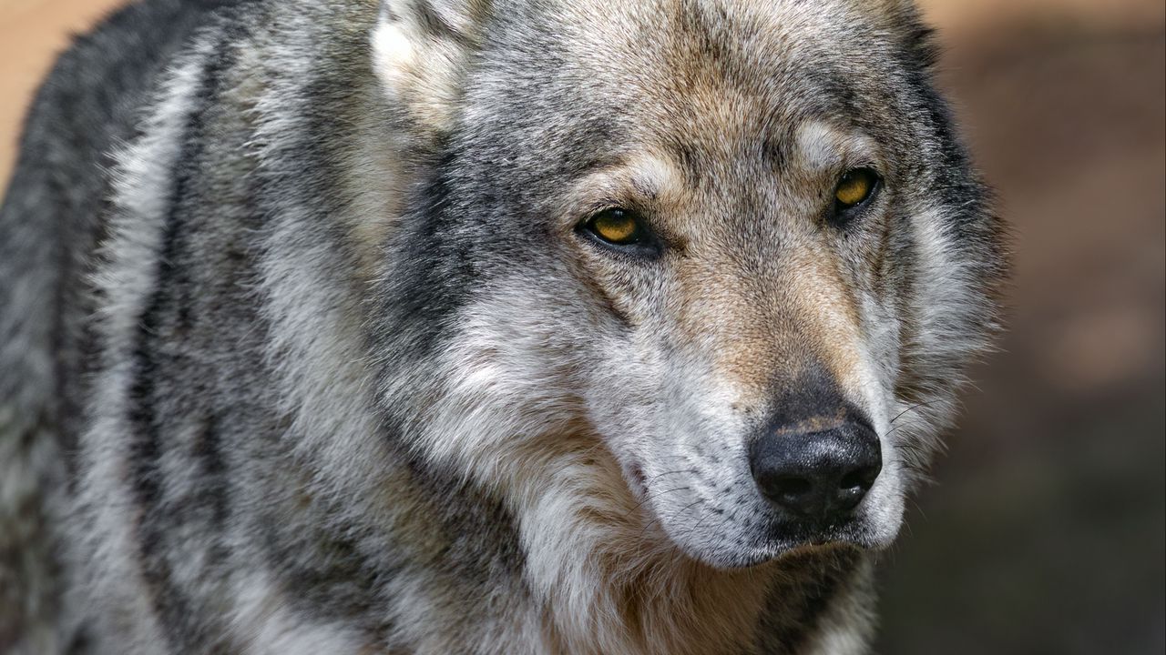 Wallpaper wolf, predator, animal, wild, blur