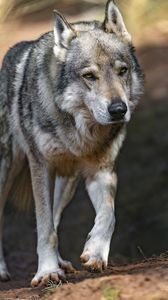 Preview wallpaper wolf, predator, animal, wild, blur