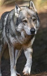 Preview wallpaper wolf, predator, animal, wild, blur