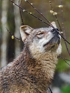 Preview wallpaper wolf, predator, animal, wild, branches