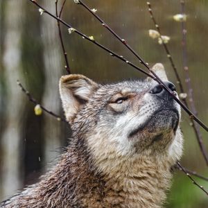 Preview wallpaper wolf, predator, animal, wild, branches