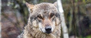 Preview wallpaper wolf, predator, animal, snow