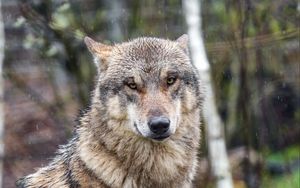 Preview wallpaper wolf, predator, animal, snow
