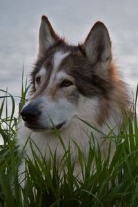 Preview wallpaper wolf, predator, beast, gray, wool