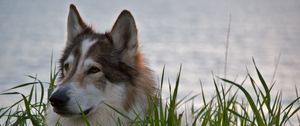 Preview wallpaper wolf, predator, beast, gray, wool