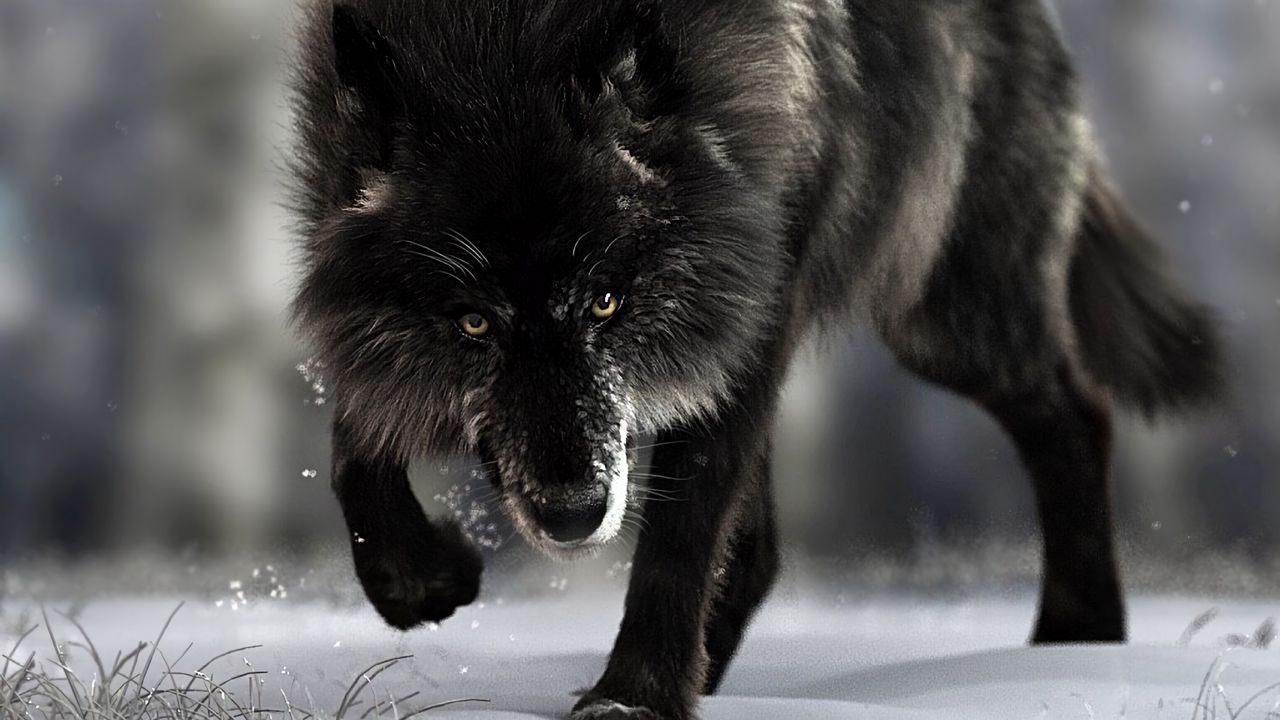 Wallpaper wolf, predator, black, wildlife, dog