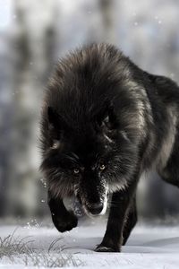 Preview wallpaper wolf, predator, black, wildlife, dog