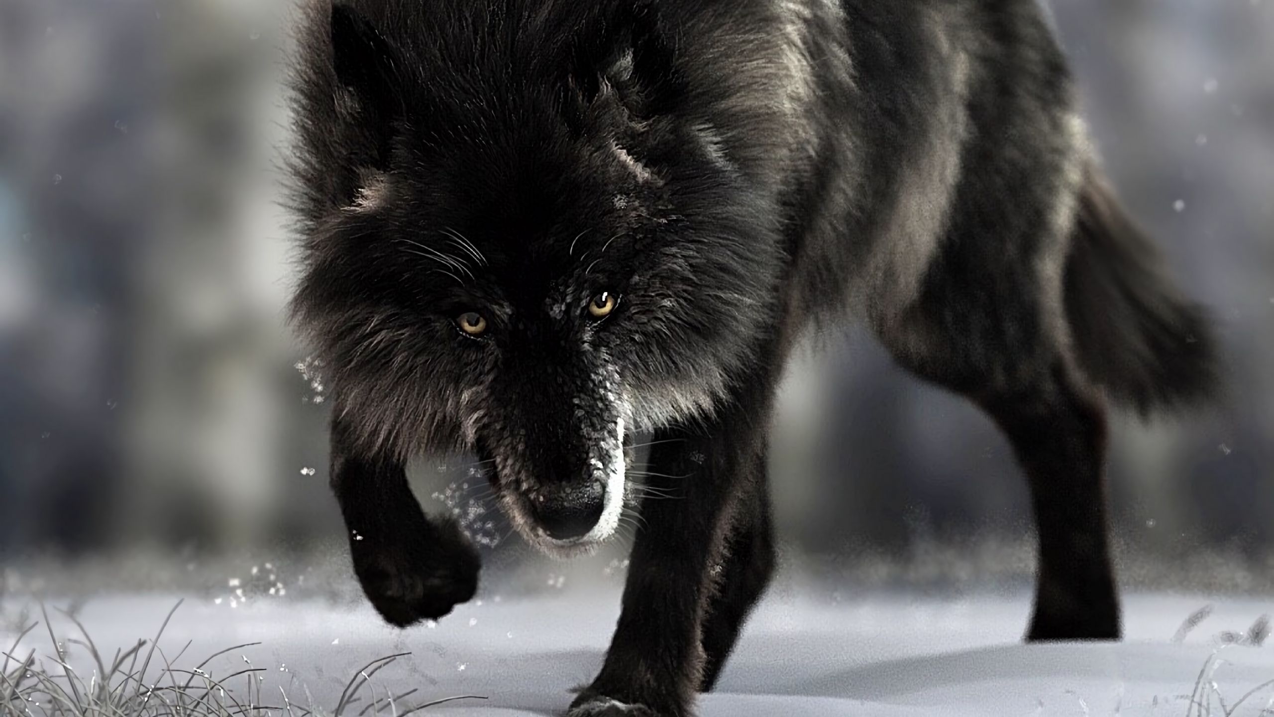 black wolf hybrid wallpaper