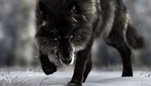 Preview wallpaper wolf, predator, black, wildlife, dog