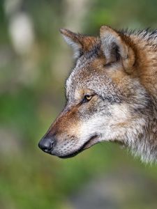 Preview wallpaper wolf, predator, blur, wildlife, profile