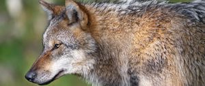 Preview wallpaper wolf, predator, blur, wildlife, profile