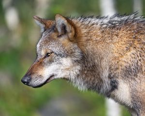 Preview wallpaper wolf, predator, blur, wildlife, profile