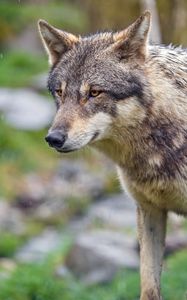 Preview wallpaper wolf, predator, blur, wild