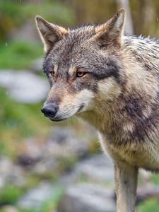 Preview wallpaper wolf, predator, blur, wild