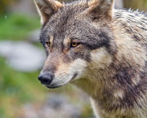 Preview wallpaper wolf, predator, blur, wild