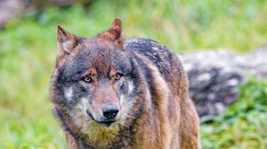 Preview wallpaper wolf, predator, brown, animal, wildlife