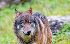 Preview wallpaper wolf, predator, brown, animal, wildlife