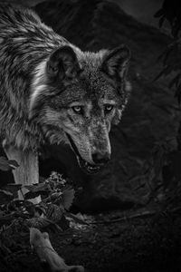 Preview wallpaper wolf, predator, bw, beast, wildlife