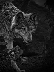 Preview wallpaper wolf, predator, bw, beast, wildlife