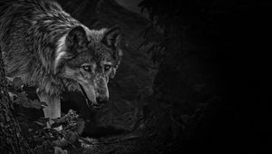 Preview wallpaper wolf, predator, bw, beast, wildlife
