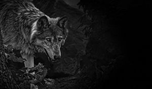 Preview wallpaper wolf, predator, bw, beast, wildlife